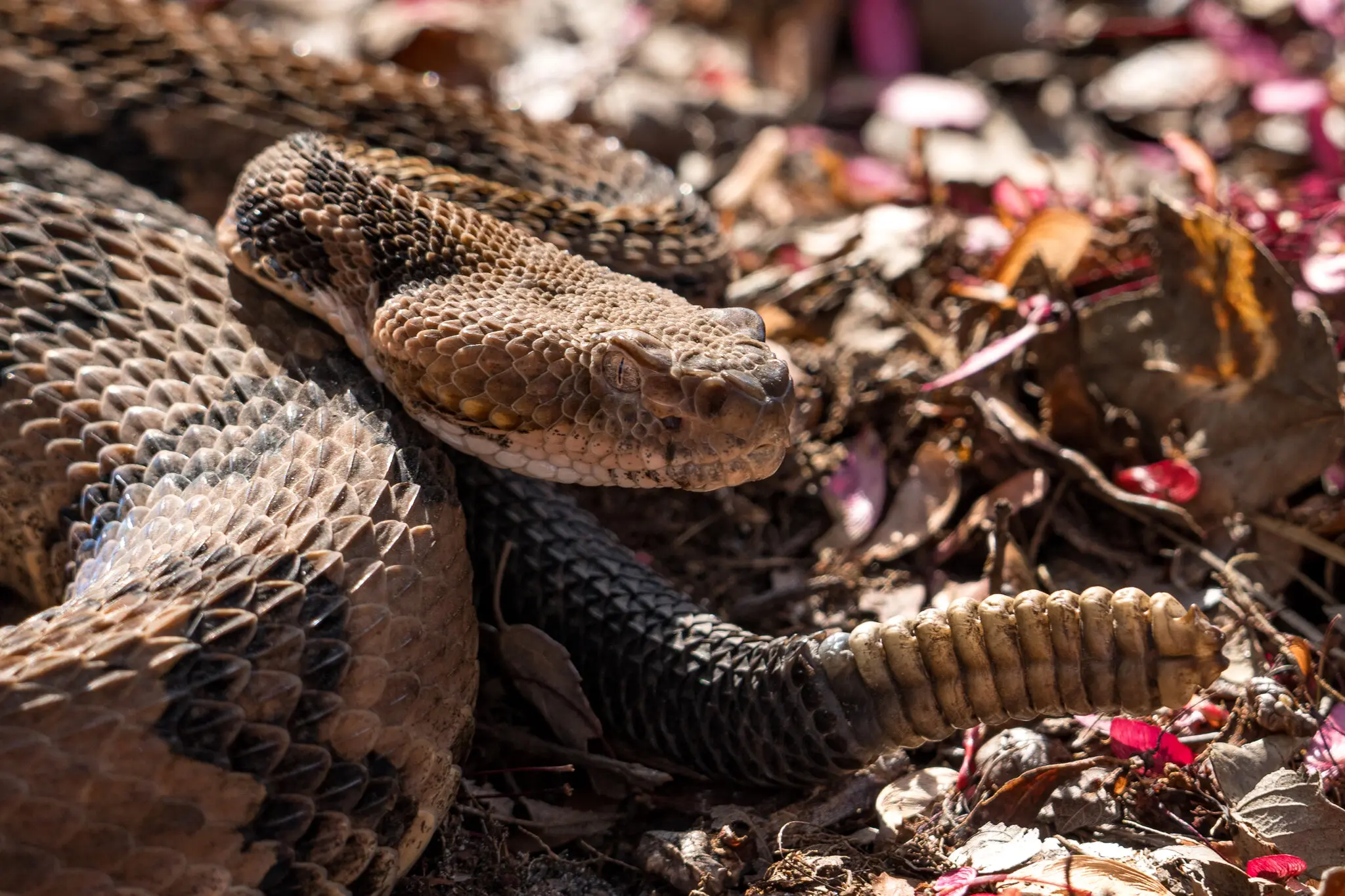 Смертельний укус гримучої змії в США: рідкісний випадок у Теннессі